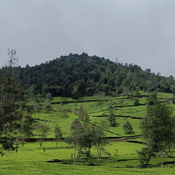 Benefits of Greening